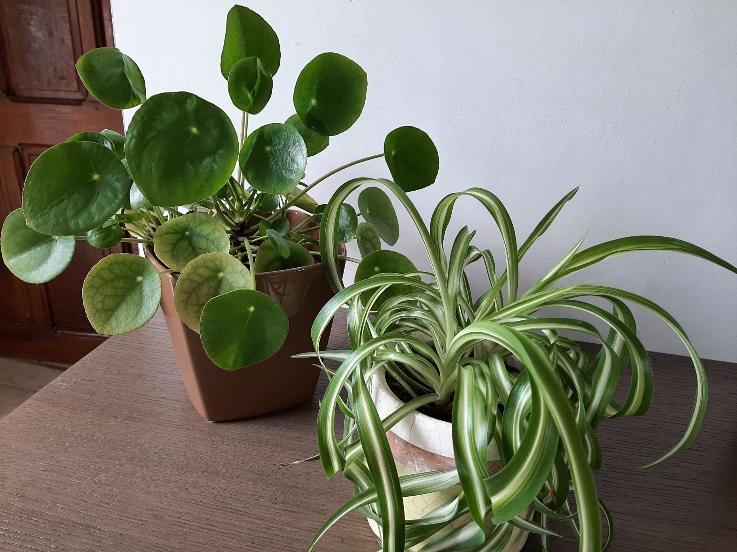 Mini plantjes